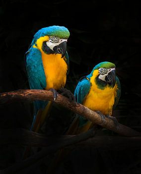 Perroquets macaw