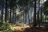 Sonnenaufgang im Wald