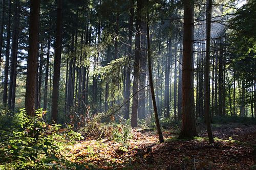 Sonnenaufgang im Wald