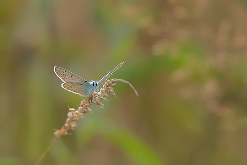 Bleu Icare