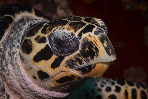 Hawksbill turtle @ Komodo, Indonesia