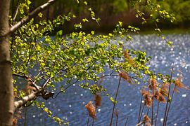 Spring Evening by Thomas Jäger
