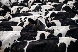 Cattle Herd in Rest by Markus Gann