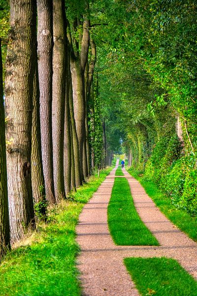 Schöne Wanderwege durch den Wald... von Rudi Everaert