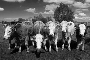 Six vaches