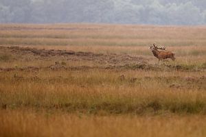 Red deer mating season  von Menno Schaefer