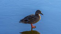 Wild Duck ventures onto slippery ice by Eagle Wings Fotografie thumbnail