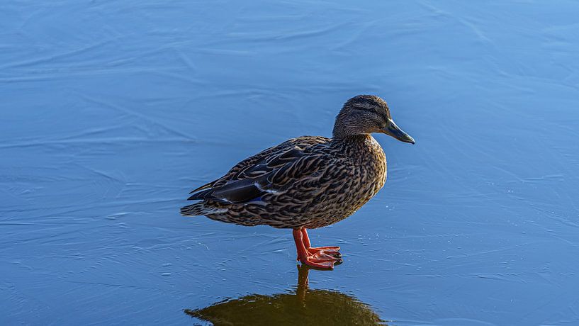 Wild Duck ventures onto slippery ice by Eagle Wings Fotografie