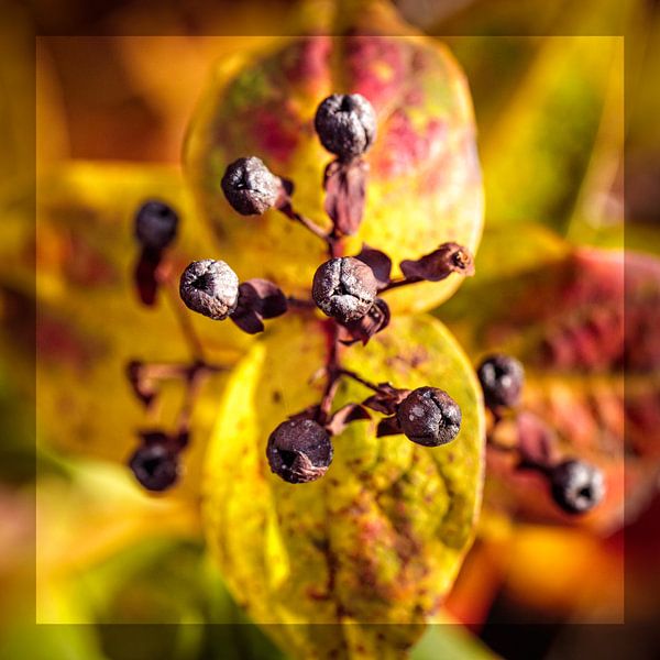 Knoppen Hersthooi van Rob Boon