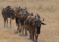 Gnoes sjokkend door het stof van de Ngorongoro krater