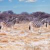 Four zebras by Tilo Grellmann