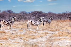Vier zebra's van Tilo Grellmann