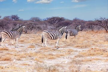 Vier zebra's