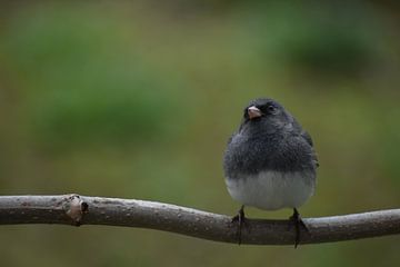 Een junco op een tak in de tuin van Claude Laprise