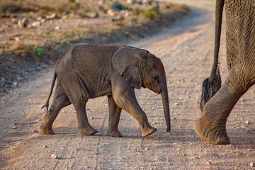 Baby olifant volgt van Peter Michel