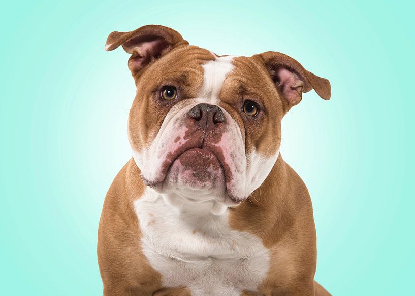 Old English bulldog portret by Elles Rijsdijk