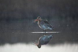 Grutto in het water von Mike Bos