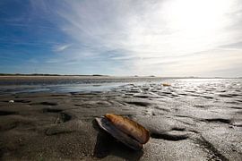 eenzame schelp von Foto van Anno