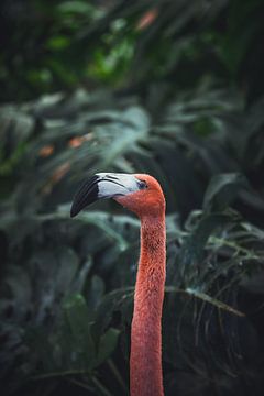 Flamingo, Dayvee 
