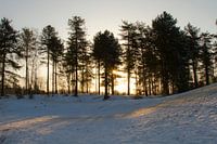 De Bergse Heide in de Sneeuw