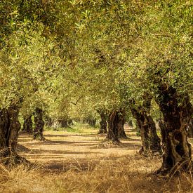 Olijfboomgaard op het Griekse eiland Kreta van Michel Seelen