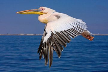 Roze pelikaan tijdens de vlucht van Roland Brack