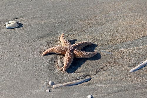 starfish