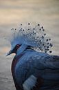 Blauwe vogel van Tanja Huizinga Photography thumbnail