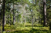 Doorkijkje Fins bos van Paul Oosterlaak thumbnail