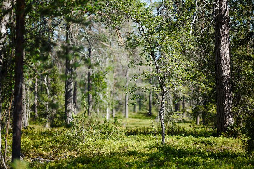 Doorkijkje Fins bos van Paul Oosterlaak
