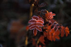 Het Rode Herfstblad