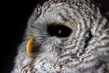 Barred Owl Portrait, Nathan Larson