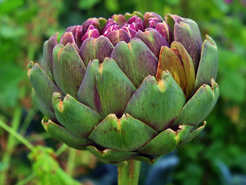 Artichaut 4 par Edgar Schermaul