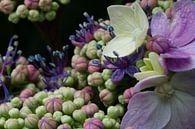 Hortensia in bloei von Sandra Loermans-Borgman Miniaturansicht