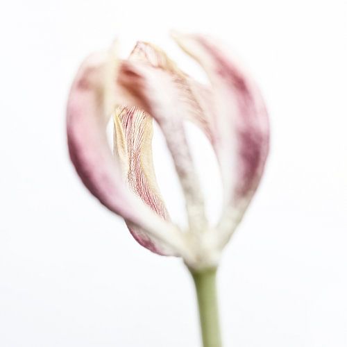 Tulip