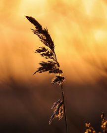 Fahne von WILBERT HEIJKOOP photography