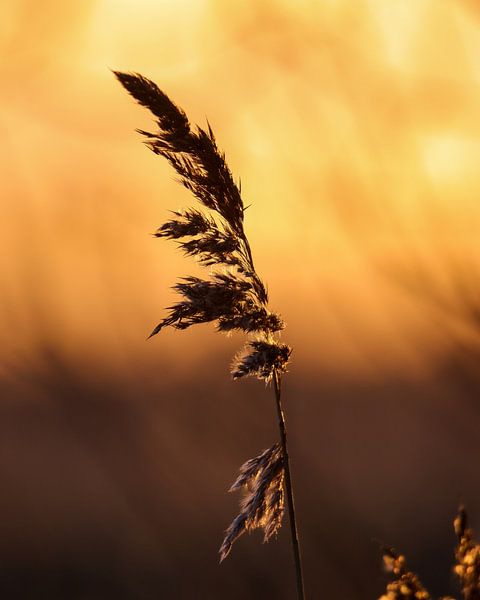 Pluim van WILBERT HEIJKOOP photography
