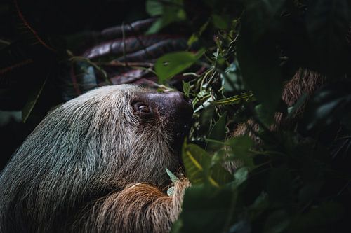 Luiaard – Het symbool van rust in de nationale parken van Costa Rica