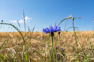 Kornblume im Gerstenfeld