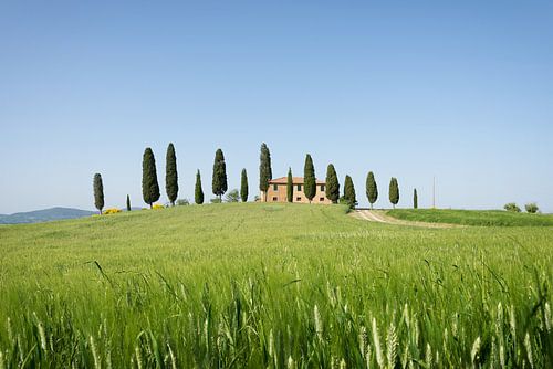 Ferme avec des cyprès et du blé en Toscane sur iPics Photography