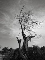 Arbre mort