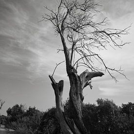 Arbre mort sur Heiko Obermair