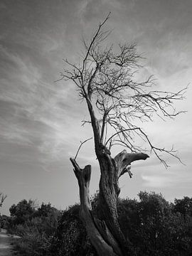 Dead tree by Heiko Obermair