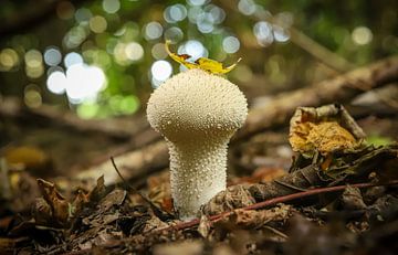 Macro portret van kleine pluizige Parelstuifzwam paddestoel in de herfst van Wildlife Designs