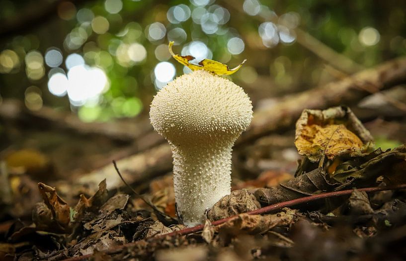 Makroporträt eines kleinen flauschigen Perlpilzes im Herbst von Wildlife Designs