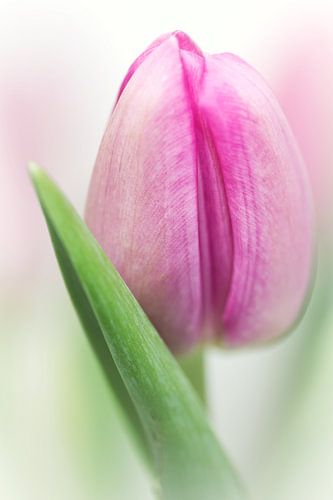 I'm in de mood.... (bloem, tulp)