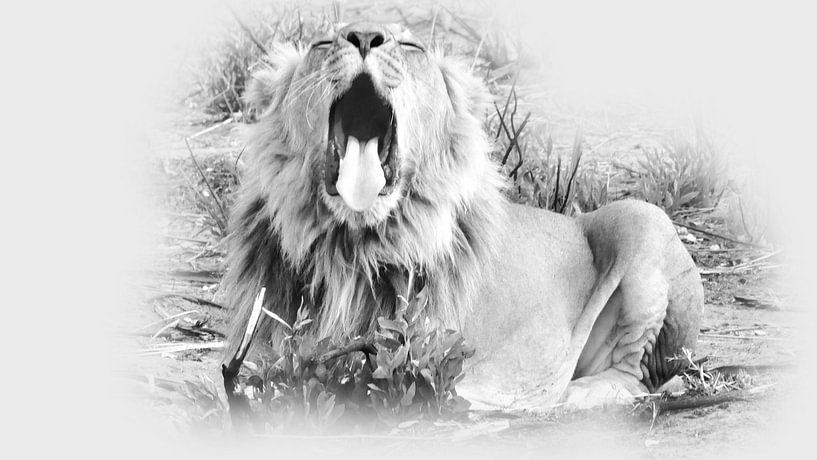 Yawning lion by Eric Nagel