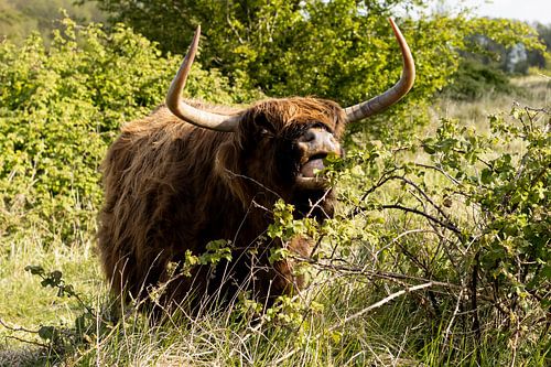 Schottischer Highlander