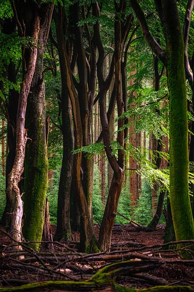 Winding trees in the Speulders forest by Leon Okkenburg