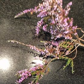 Heidetak van Tineke Van steenbergen